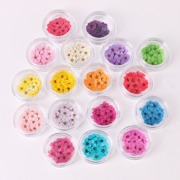 20 Stück Mini Getrocknete Gepresste Blumen für Nail Art Maniküre/Pediküre Deco 6mm Kawaii Natürliche Gänseblümchen Narzisse Fünf Blatt Daffy Blumen