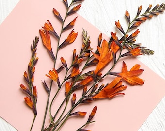 12pcs/pack Huge Pressed Crocosmia Flower, Natural Dried Flowers for Wall Art, Handmade Floral Project, Candle Making