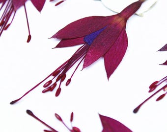 12pcs/pack Pressed Dried Flowers, Natural Wild Preserved Flat Flower for Nail Art Manicure/Pedicure Deco & Handmade Case Design Decor