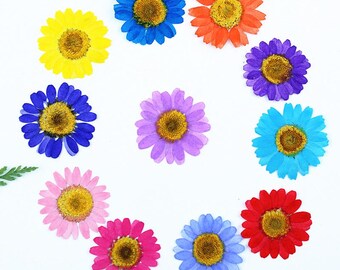Paquete de 12 margaritas prensadas teñidas en dos tonos, flores secas con centro natural preservado para arte en resina y decoración de paredes.