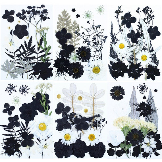 12 Fleurs De Sakura Pressées Naturelles - DIY Résine, Ongles, Décoration - 3-4 Cm De Diamètre - 8