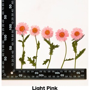 Pacote com 12 flores de margarida recém-prensadas com haste, flores secas preservadas para artesanato botânico artesanal, arte de parede, decoração de caixa Light Pink