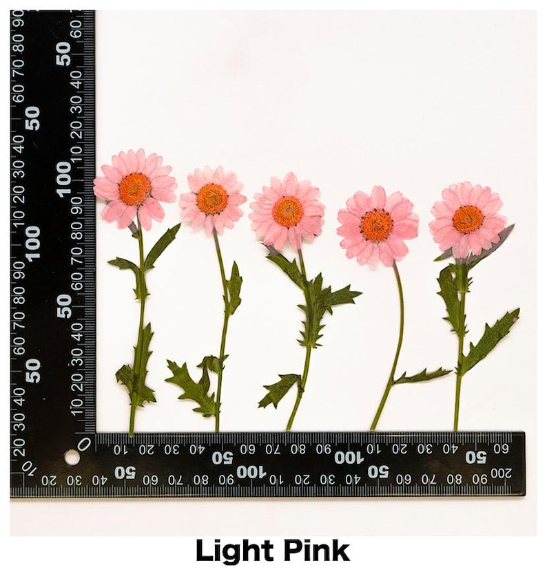 Pacote com 12 flores de margarida recém-prensadas com haste, flores secas preservadas para artesanato botânico artesanal, arte de parede, decoração de caixa Light Pink