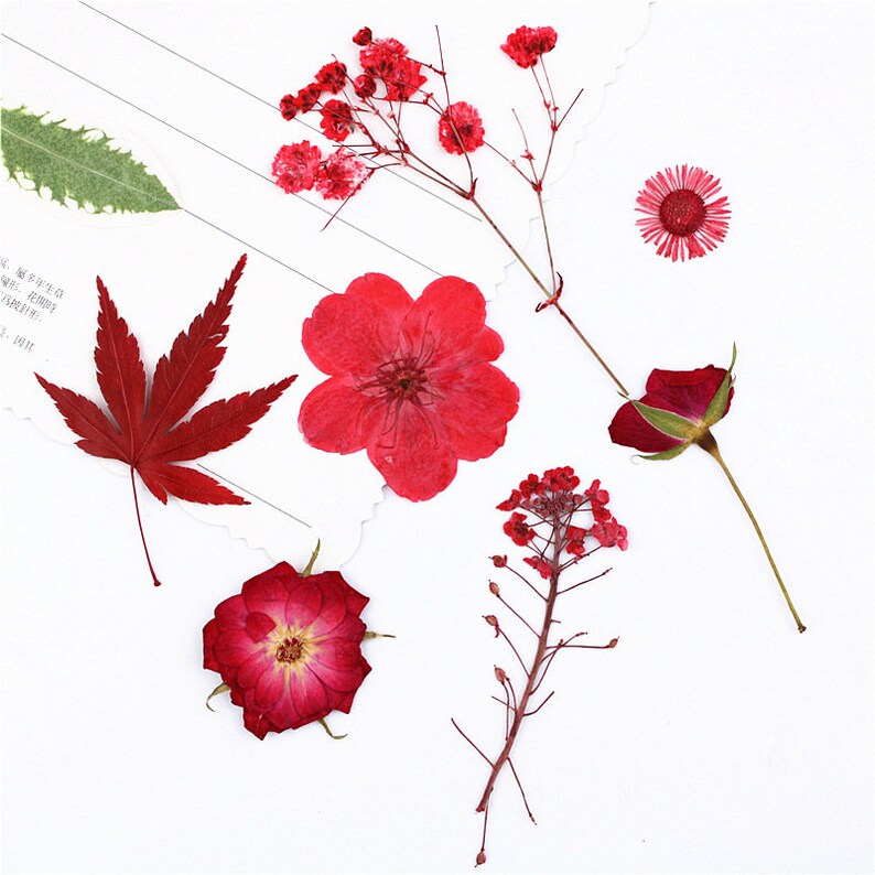 Dried Pressed Flowers Natural Flowers Red Flowers Specimens Etsy