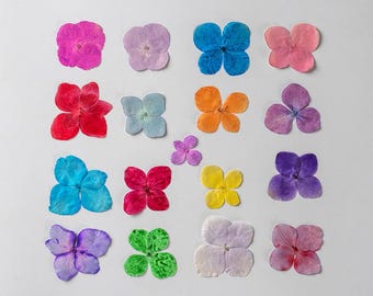 24 piezas/2 paquetes de hortensias prensadas, flores secas teñidas reales para resina, decoración de fundas de iPhone, diseño de pendientes florales hechos a mano