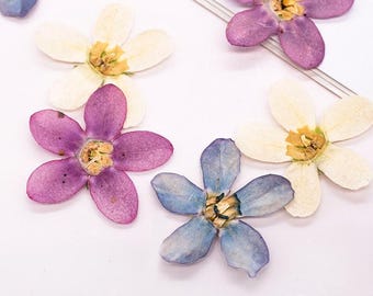 Paquete de 12 flores de estrella azul prensadas, auténticas estrellas azules secas para decorar fundas de teléfono, marcos de fotos, elaboración de joyas DIY y resinas.