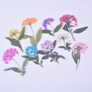 8 unidades/pacote de flores secas prensadas com vapor, guirlanda de noiva natural para decoração de unhas, manicure/pedicure, mini marcador kawaii, margarida, narciso