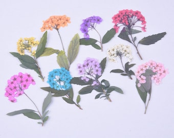 8pcs/pack Dried Pressed Flowers with Steam, Natural Bridal Wreath for Nail Art Manicure/Pedicure Deco, Mini Kawaii Bookmark Daisy Daffodil