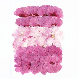 May include: A rectangular composition of pressed pink flowers, ranging in colour from deep magenta to pale pink. The flowers are arranged in horizontal rows against a white backdrop, creating a gradient effect. The petals are delicate and detailed.
