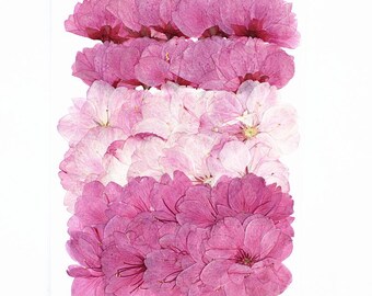 BULK 30pcs/pack Assorted Pressed Cherry Blossom, Real Dried Sakura Flowers for Wedding Ceremony, Phone Case Decor, Resin Earring Jewelry