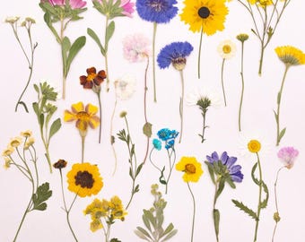 Flores prensadas reales con tallos, margaritas y crisantemos secos, capullos de crossostephium, coreopsis, ejemplar de aciano para arte en resina.