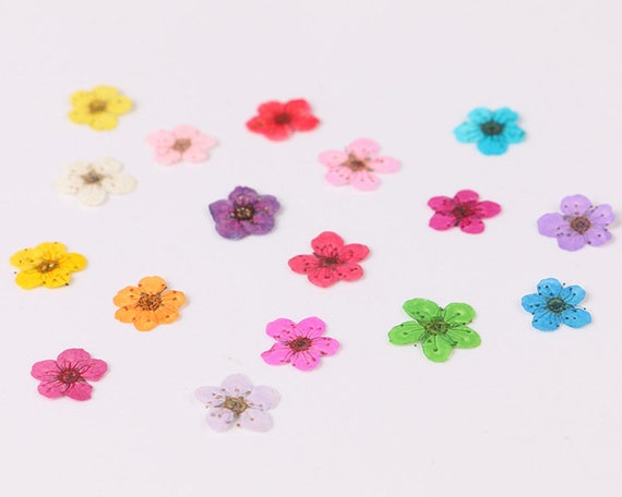 6pcs/set Dried Flower Nail Art Decoration In Box, Mini Real Natural Flowers  Nail Art Supplies