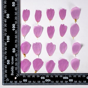 Puede incluir: Una colección de 18 pétalos de flores secas de color rosa dispuestos en una cuadrícula sobre un fondo blanco. Una regla es visible en el lado izquierdo de la imagen.