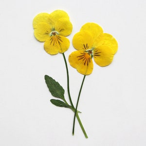 12 Stück / Packung Getrocknete Veilchen mit Stiel, Gepresste Us-Veilchen, Getrocknete gerahmte Blumen für Hochzeitsblumen, Scrapbooking, Stiefmütterchen Tricolor Viola