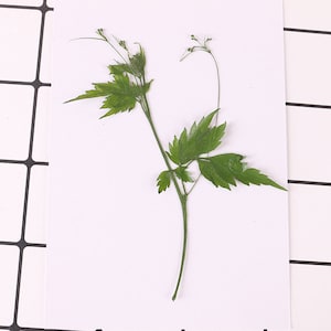 10 pcs/paquet bouquet de fleurs séchées pressées de feuilles d'arrow-root pour mariage, décoration de coque de téléphone, fabrication à la main de véritables bijoux botaniques