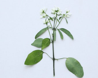 Paquete de 12 flores secas prensadas, auténticas Pascuita prensada con tallo para ramos de boda y arreglos florales.