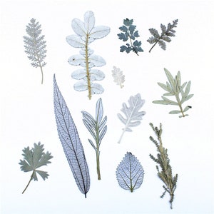 Feuilles pressées blanches, feuilles séchées pour Noël, cadre en bois, décoration en verre suspendue, fabrication de cartes - Noël blanc