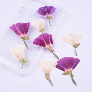8 Stück/Packung Seitlich gepresste Clarkia Amoena, große Getrocknete Blumen für iPhone Case Design, getrocknete gepresste Godetia für Harz/Scrapbooking/Kartenherstellung