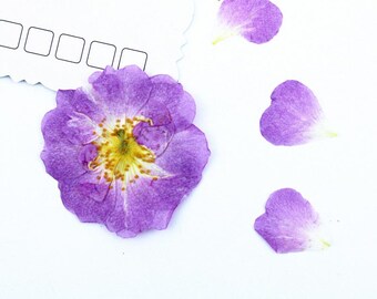 Paquete de 12 rosas silvestres prensadas, flores secas naturales para manualidades con resina, decoración de uñas y maquillaje. Muestras botánicas.