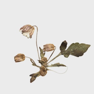 12pcs/pack Real Pressed Lotus Flowers with Stem, Dried Flowers for Lucky Pendant, Wall Art, Lamp Decor, Keychain Ornament