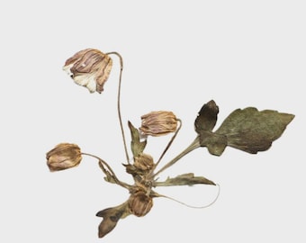 Paquete de 12 flores de loto prensadas reales con tallo, flores secas para colgantes de la suerte, arte de pared, decoración de lámparas y llaveros.