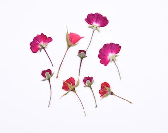16pcs/2packs Rose Flowers Dried Pressed Flowers Bud and Branches for Handmade Crafting Genuine Botanical Bouquet Bookmark Case Decor