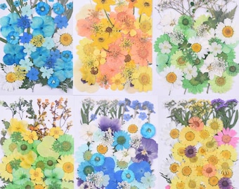 Dried Pressed Flowers DIY Natural Plant Specimens Herbarium Decor Craft Variety Jewelry Making Filler Handmade Material