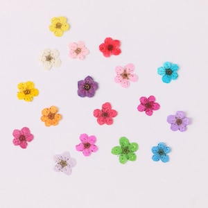 HURTOWE 100 szt. Miniaturowe suszone kwiaty prasowane do zdobienia paznokci, manicure/pedicure, dekoracja 6 mm Kawaii Naturalne żonkile, pięciolistne kwiaty żonkila