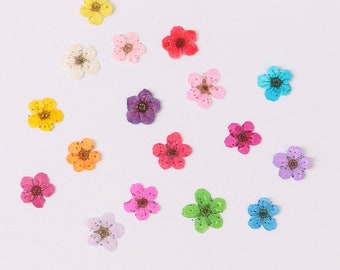 BULK 100pcs Mini Dried Pressed Flowers for Nail Art Manicure/Pedicure Deco 6mm Kawaii Natural Daffodil Five Leaf Daffy Flowers