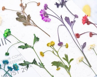 12pcs/pack Natural Dried Flower Bud, Pressed Double Chamomile for Wall Art, Handmade Crafts