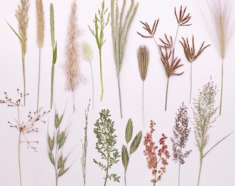 12pcs/pack Real Pressed Wild Grass, Dried Wildflowers Botanicals for Resin DIY, Wall Art, Natural Grass Specimen