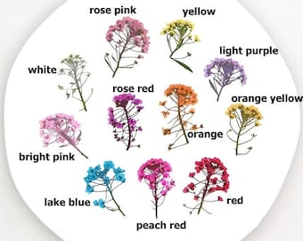 12pcs/Pack Natural Dried Pressed Flowers, Dyed Sweet Alyssum Lobularia Maritima for iPhone Case Design, Nail Art, Resin, Glass Framing