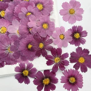 Lote de 20 unidades de flores de cosmos prensadas, flores de bipinnatus de jardín secas naturales para decorar fundas de iPhone y marcapáginas.
