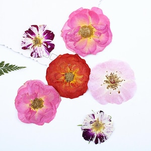 Op de afbeelding: Zes geperste bloemen in verschillende kleuren en vormen, waaronder roze, rood, wit en paars. De bloemen zijn gerangschikt op een witte achtergrond.