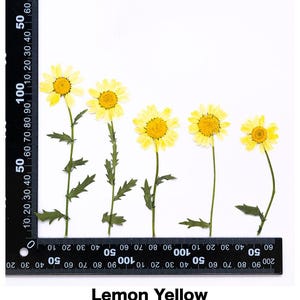 Pode incluir: Cinco margaridas prensadas amarelo lim&atilde;o com caules e folhas verdes s&atilde;o dispostas sobre um fundo branco. Uma r&eacute;gua preta com marca&ccedil;&otilde;es brancas &eacute; colocada ao lado das flores. O texto "Lemon Yellow" est&aacute; na parte inferior.