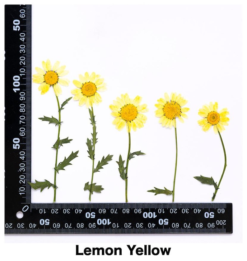Pode incluir: Cinco margaridas prensadas amarelo lim&atilde;o com caules e folhas verdes s&atilde;o dispostas sobre um fundo branco. Uma r&eacute;gua preta com marca&ccedil;&otilde;es brancas &eacute; colocada ao lado das flores. O texto "Lemon Yellow" est&aacute; na parte inferior.