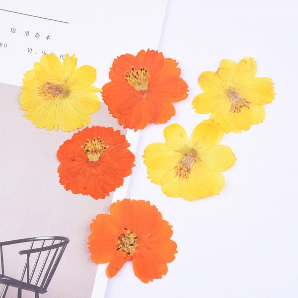 6pcs/pack Pressed Cosmos, Dried Cosmos, Yellow Cosmos Flowers for Macbook Case Decor, iPhone Case Design