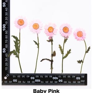 Pode incluir: Cinco flores secas rosa beb&eacute; com centros laranja e caules verdes s&atilde;o dispostas sobre um fundo branco. Uma r&eacute;gua preta &eacute; colocada ao lado das flores. O texto "Baby Pink" est&aacute; na parte inferior.