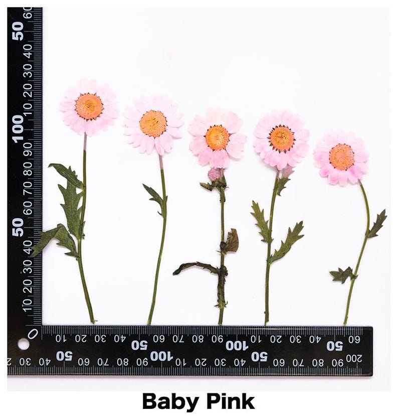 Pode incluir: Cinco flores secas rosa beb&eacute; com centros laranja e caules verdes s&atilde;o dispostas sobre um fundo branco. Uma r&eacute;gua preta &eacute; colocada ao lado das flores. O texto "Baby Pink" est&aacute; na parte inferior.