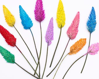 12pcs/pack Pressed Cockscomb Flowers, Real Dried Flowers with Stem for Wall Art, Resin Jewelry, Eco Friendly Earrings