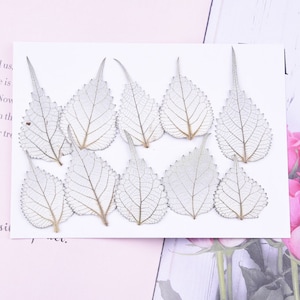 Hojas de ramio secas naturales, hojas de ramio prensadas, ejemplares de plantas hechos a mano, esqueleto de hojas prensadas para decoración de fundas de iPhone, diseño de arte mural