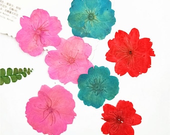 12pcs/pack Natural Dyed Cherry Blossom, Real Pressed Dried Sakura Flowers for Resin Art, Wedding Decor, Handmade Jewelry