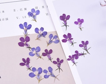 20pcs/pack Pressed Dried Flowers Lobelia Erinus for Handmade Crafting Genuine Botanical Jewelry