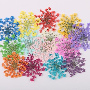 100pcs/pack Queen Anne&#39;s Lace Flower Dried Pressed Flowers Daucus Carota Bishop&#39;s Lace for Handmade Crafting Genuine Botanical Jewelry