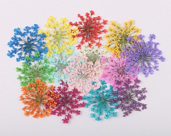 100pcs/pack Queen Anne&#39;s Lace Flower Dried Pressed Flowers Daucus Carota Bishop&#39;s Lace for Handmade Crafting Genuine Botanical Jewelry