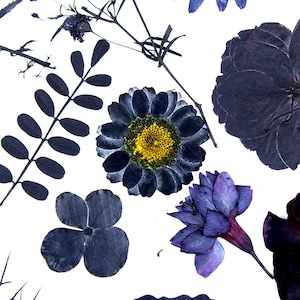 May include: A collection of pressed flowers and leaves in shades of purple, blue, and black. The flowers include a daisy-like flower with a yellow center, a small flower with five petals, and a larger flower with multiple petals. The leaves are a variety of shapes and sizes.