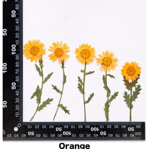 Pode incluir: Cinco flores laranja secas com caules e folhas verdes s&atilde;o dispostas sobre um fundo branco. Uma r&eacute;gua &eacute; colocada no lado esquerdo das flores. A palavra "Orange" est&aacute; escrita na parte inferior da imagem.