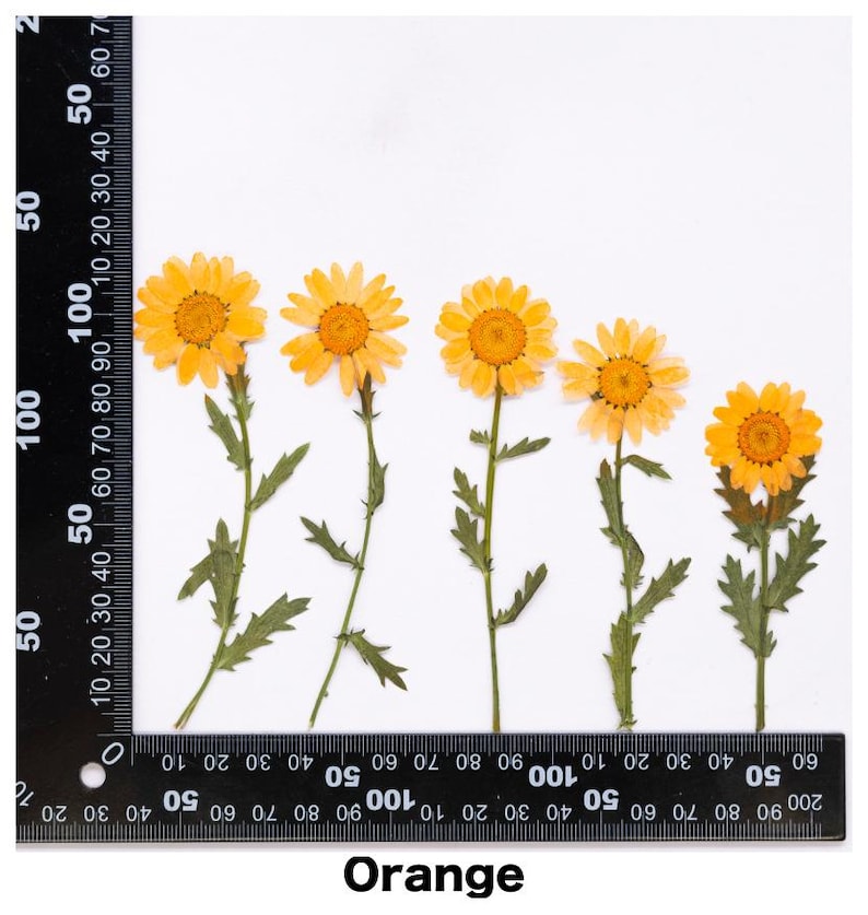 Pode incluir: Cinco flores laranja secas com caules e folhas verdes s&atilde;o dispostas sobre um fundo branco. Uma r&eacute;gua &eacute; colocada no lado esquerdo das flores. A palavra "Orange" est&aacute; escrita na parte inferior da imagem.