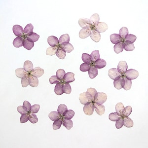 Confezione da 12 fiori secchi pressati, veri fiori di Malus Spectabilis pressati per creazioni in resina, biglietti d'auguri, decorazioni per custodie per iPhone