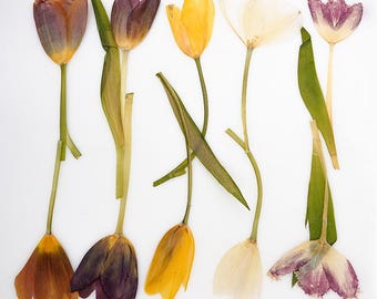 Paquete de 2 tulipanes prensados naturales, tulipanes secos con flecos y tallo para resina, decoración de bodas, arte mural y creación de tarjetas DIY.